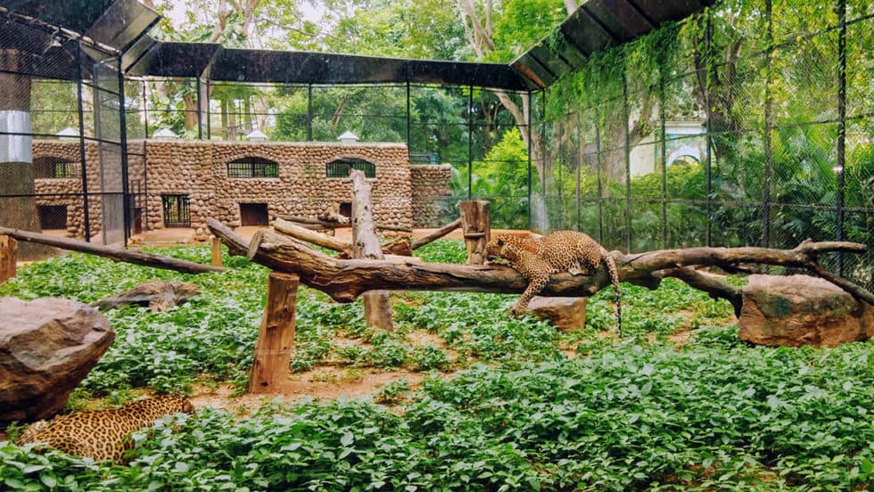 Wild Events at the Birmingham Zoo McClellan Wealth